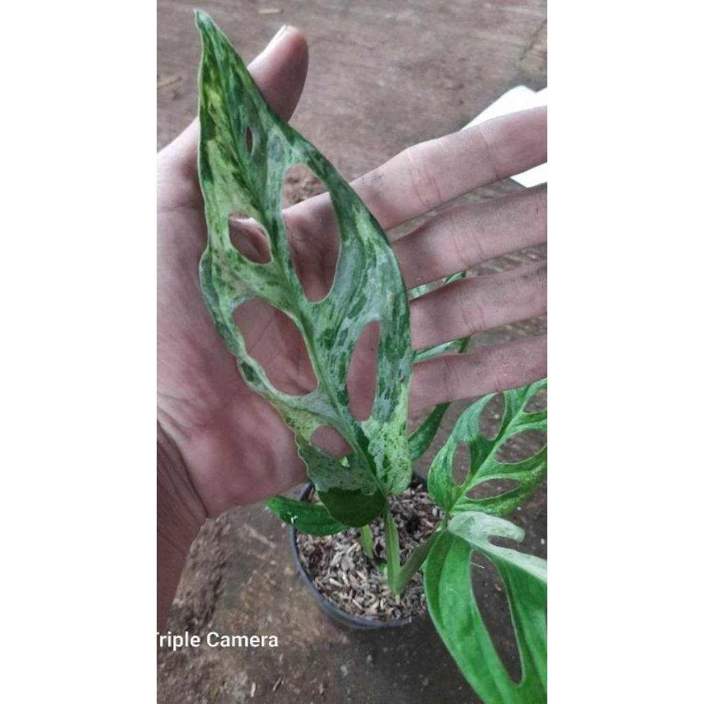 Tanaman Hias Janbol variegata