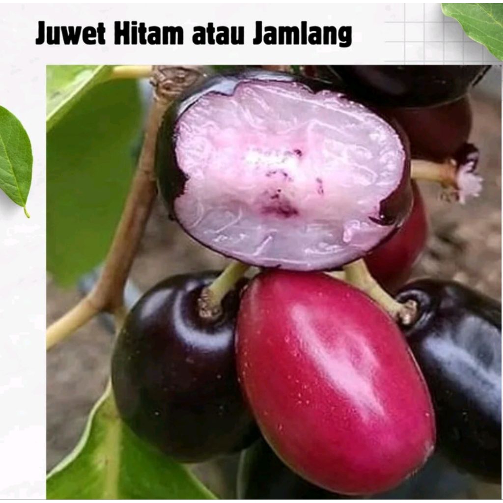 BIBIT JUWET ATAU JAMBLANG CELAT BERBUAH KUALITAS PREMIUM