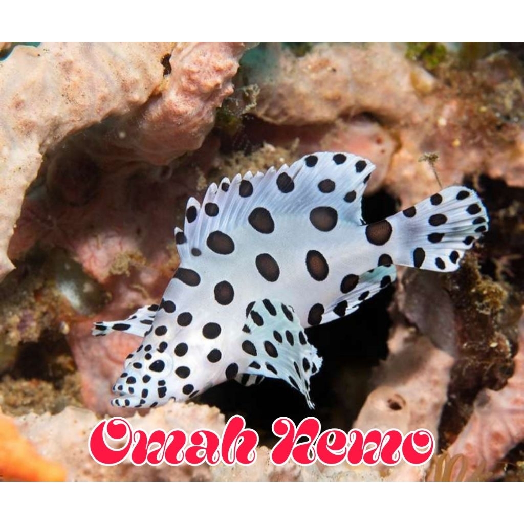 Ikan Hias Air Laut Jenis GraceKelly / Kerapu Tikus