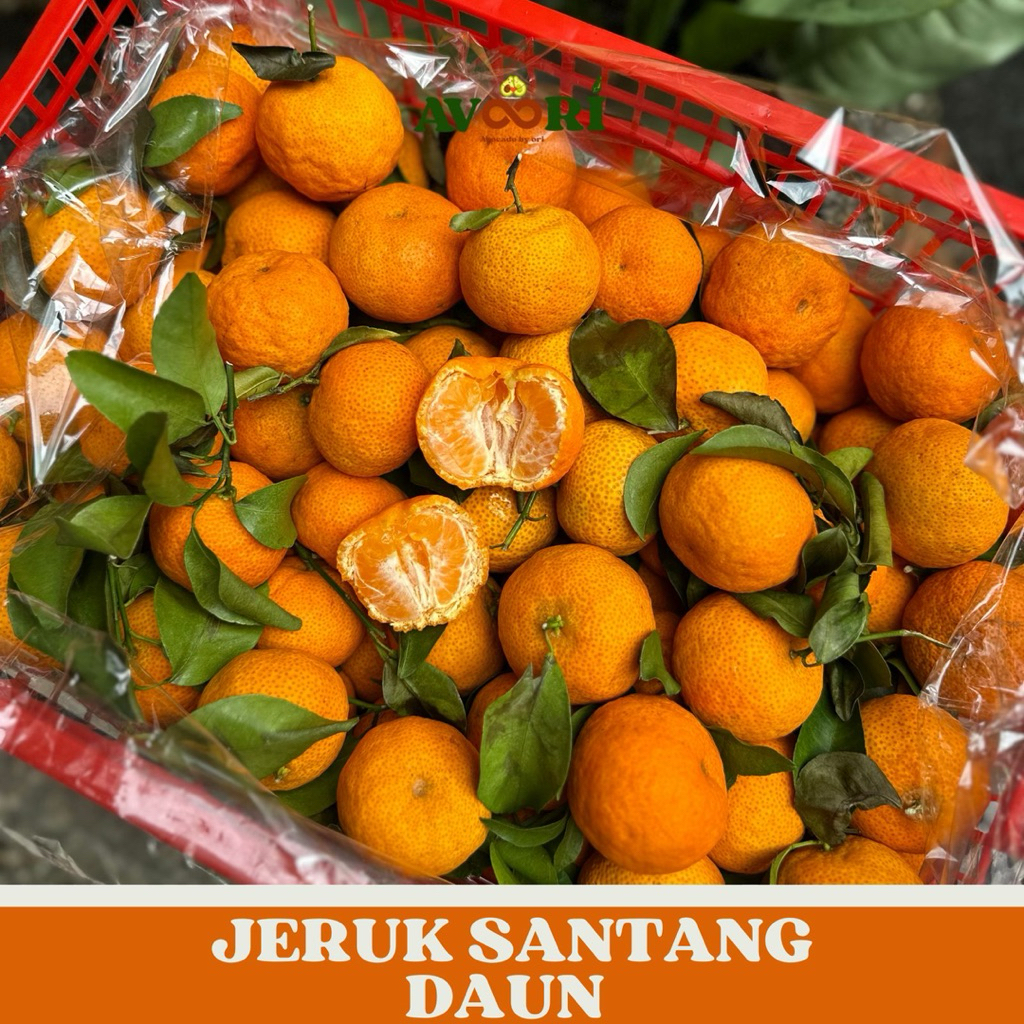JERUK SANTANG DAUN by AVOORI | Baby oranges