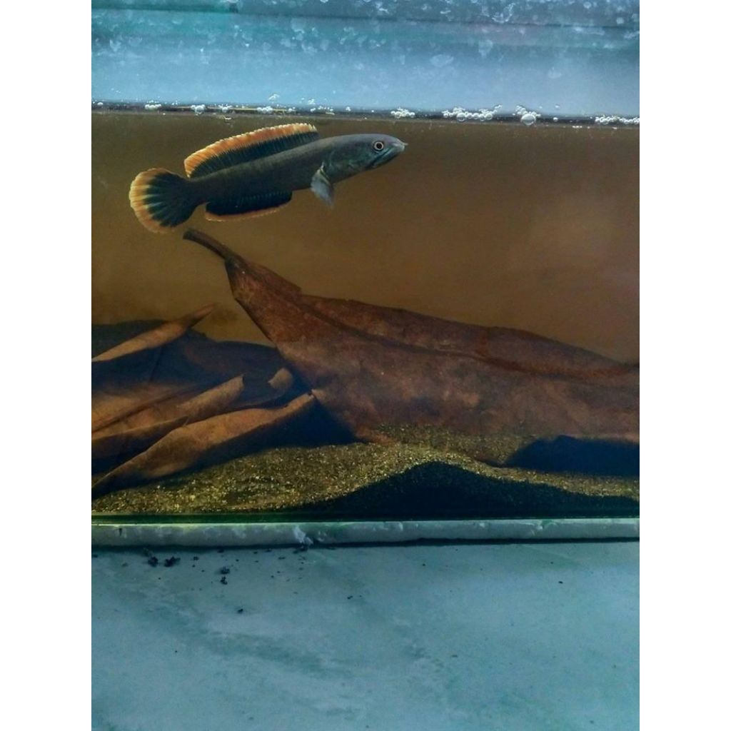 stiker channa limbata wc