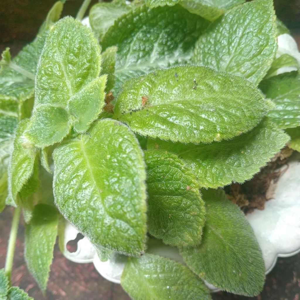 Episcia Monet