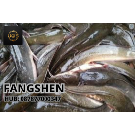 FANGSHEN lele 1kg