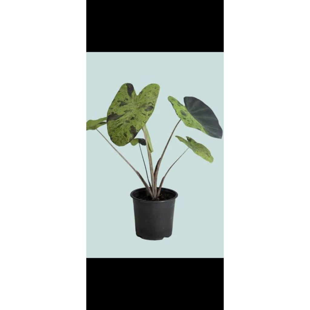 keladi mojito / colocasia mojito