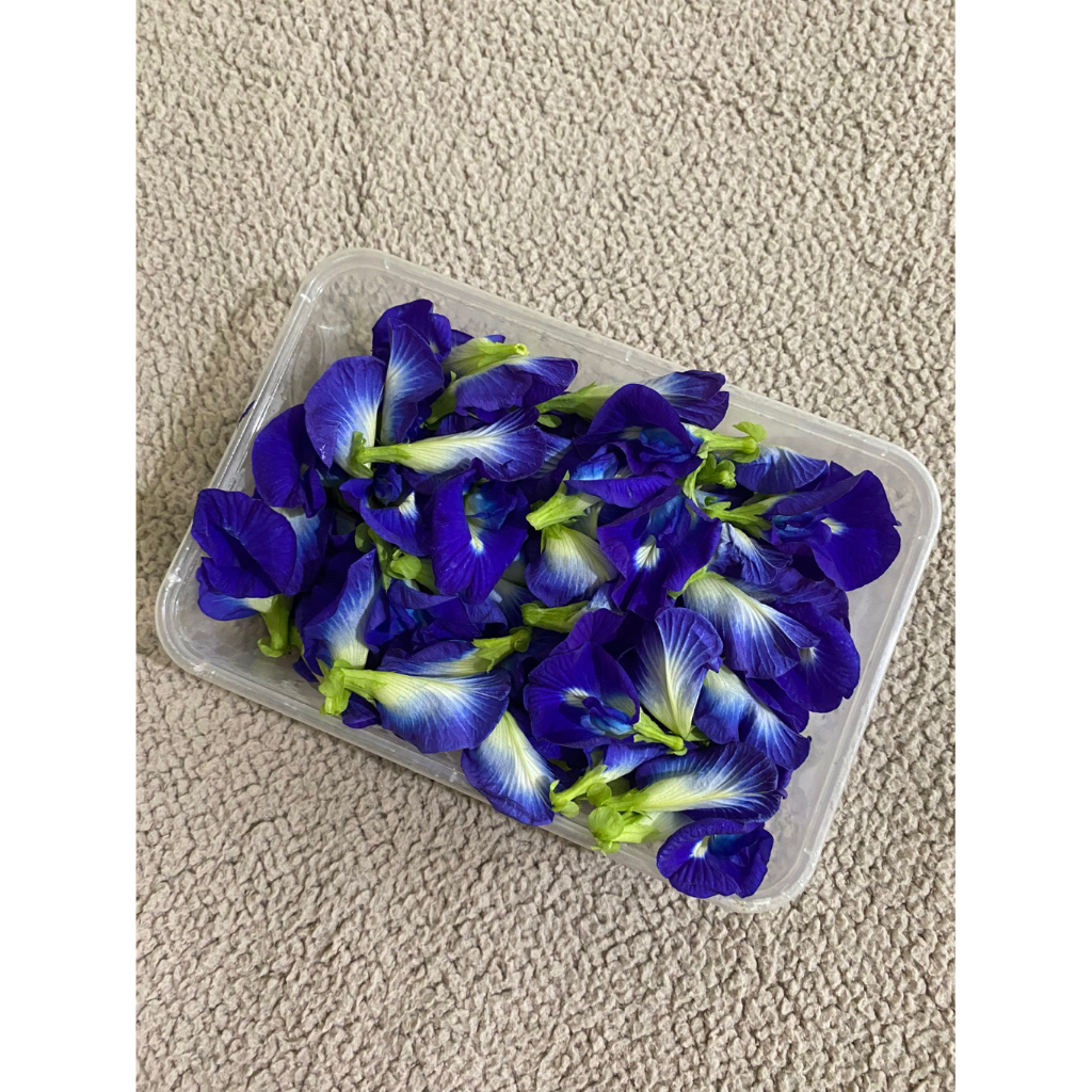 Bunga Telang segar