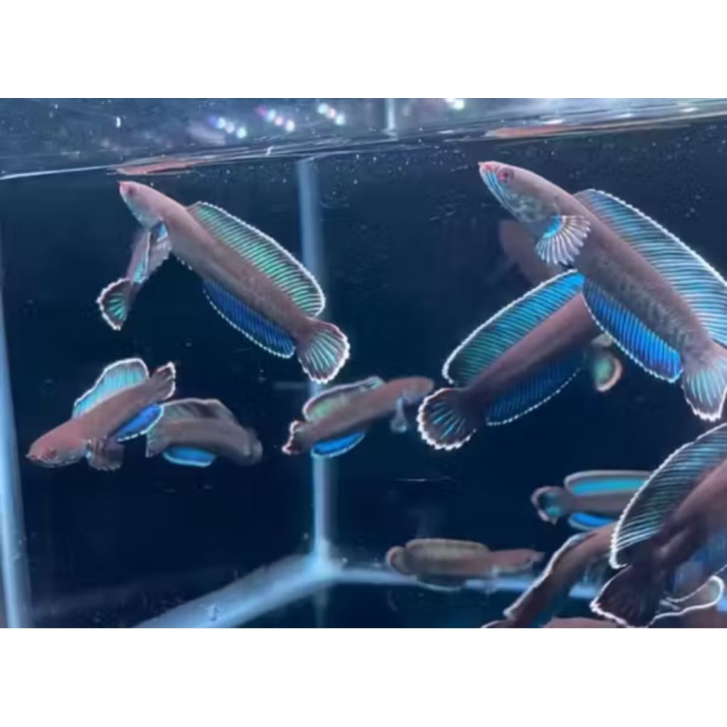 CHANA ANDRAO ANDRO -+10CM PER EKOR