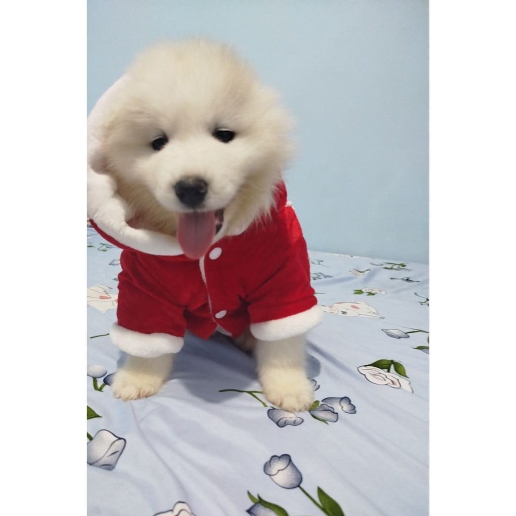 mainan puppy samoyed