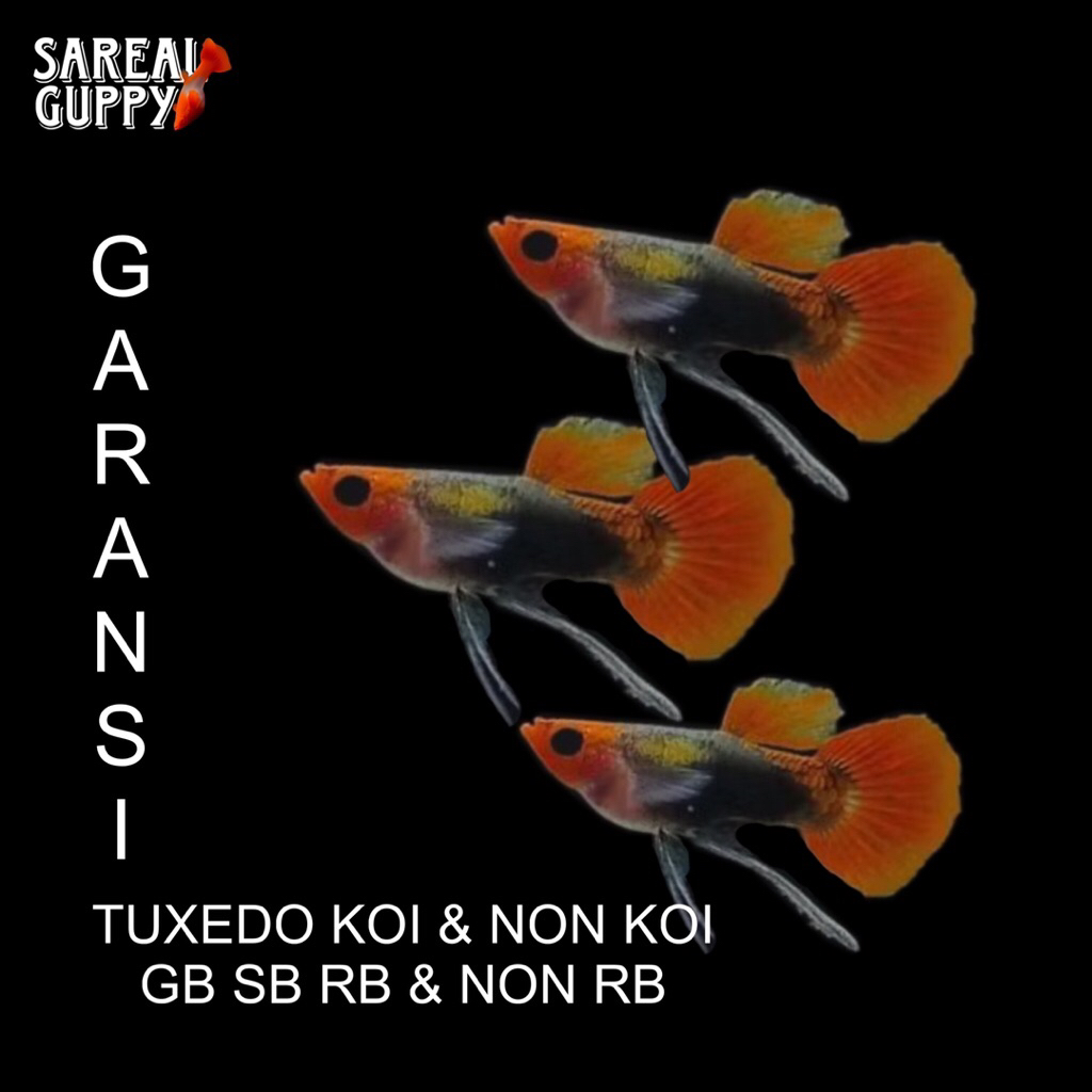 Box Sterofoam - Guppy Tuxedo Koi & Non Koi Short Body Glass Belly Ribbon