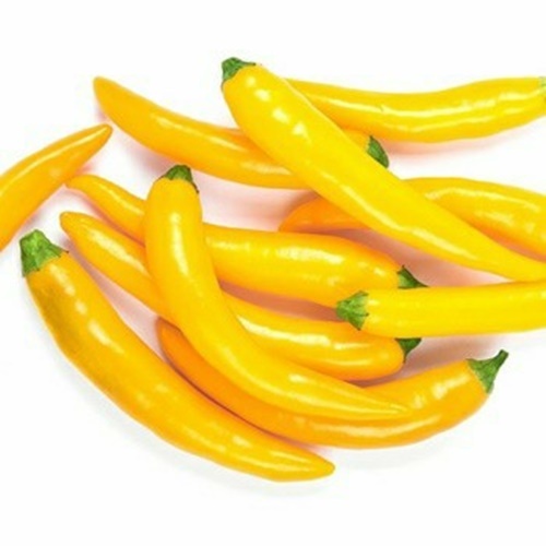 3 Biji Benih PEPPER Cayenne Golden