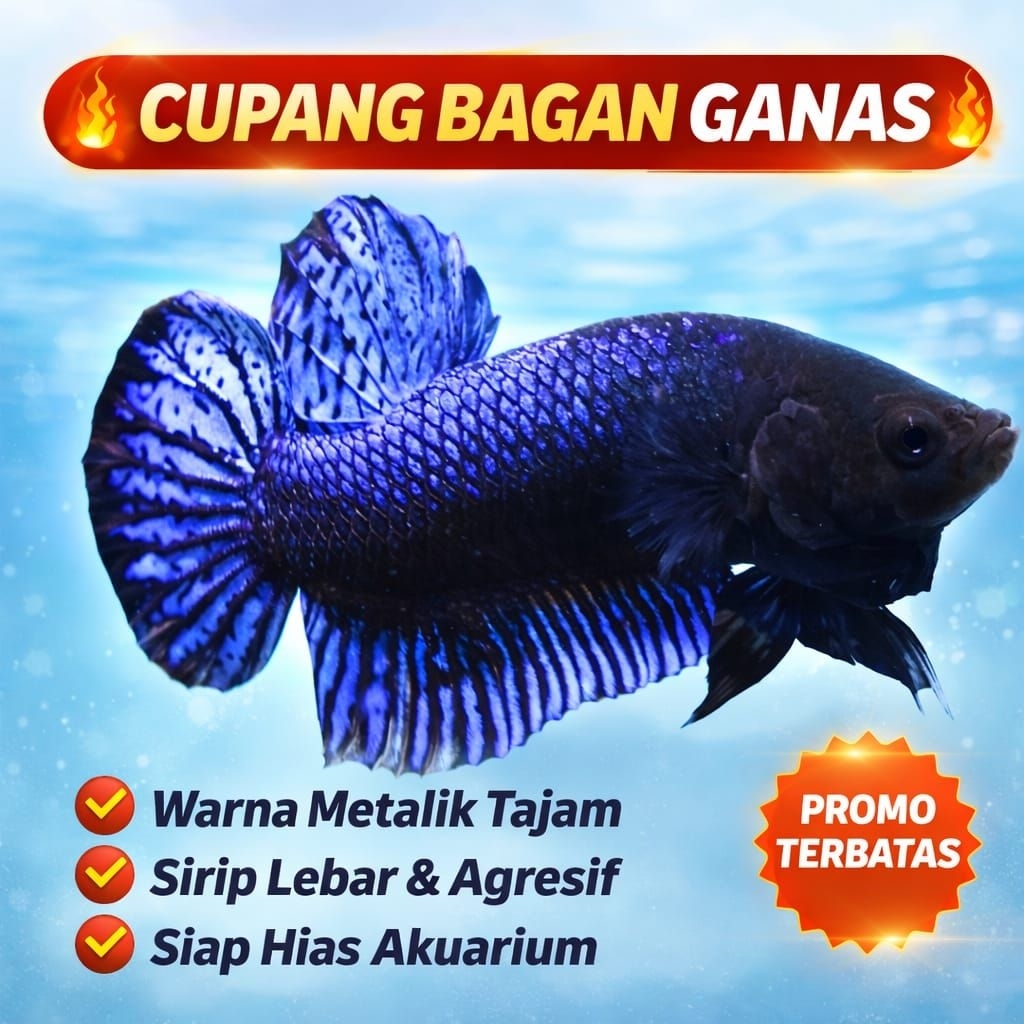 Hiasan Aquarium Cupang Bagan Silangan MDS Ganas COD cupang aduan ganas