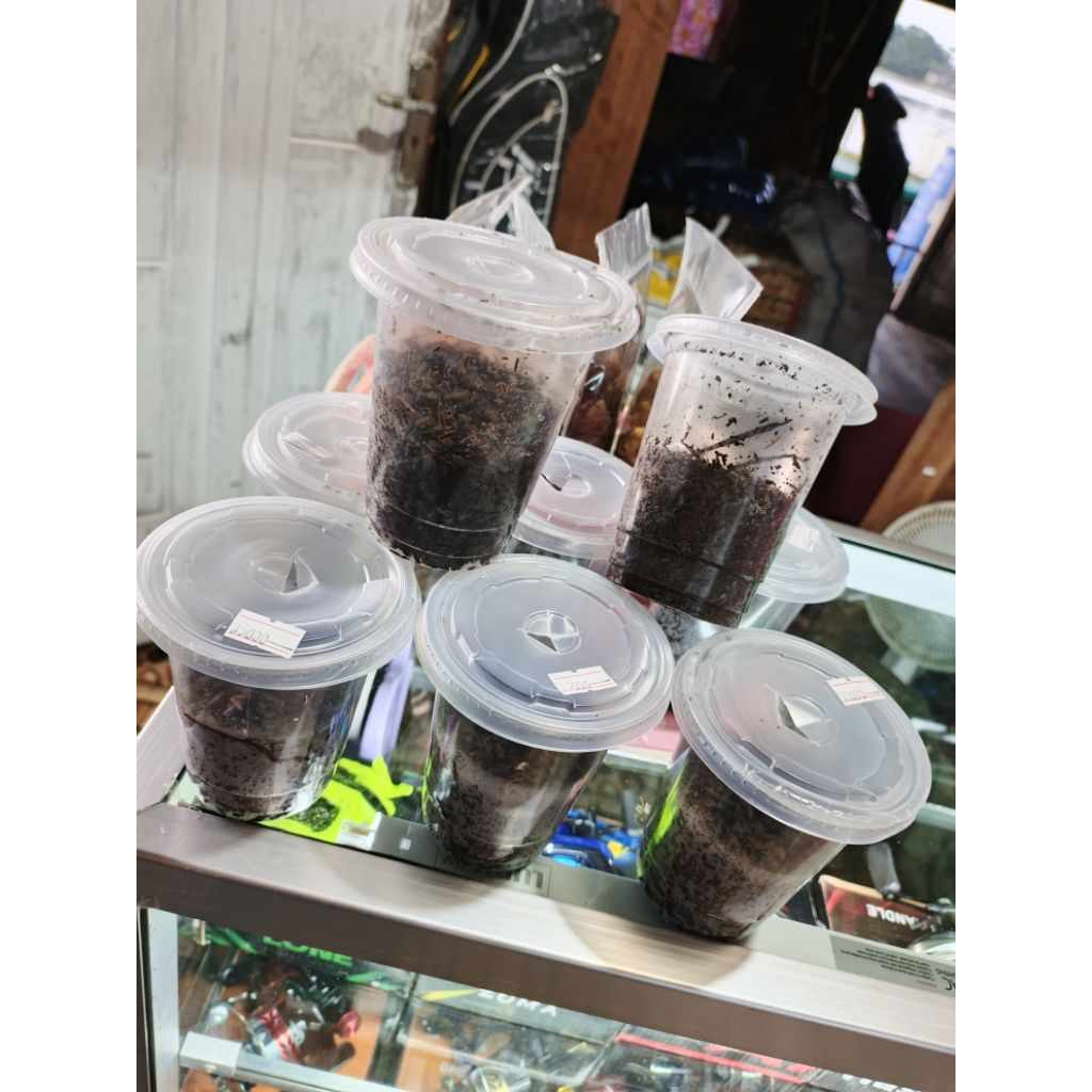 cacing tanah umpan hidup