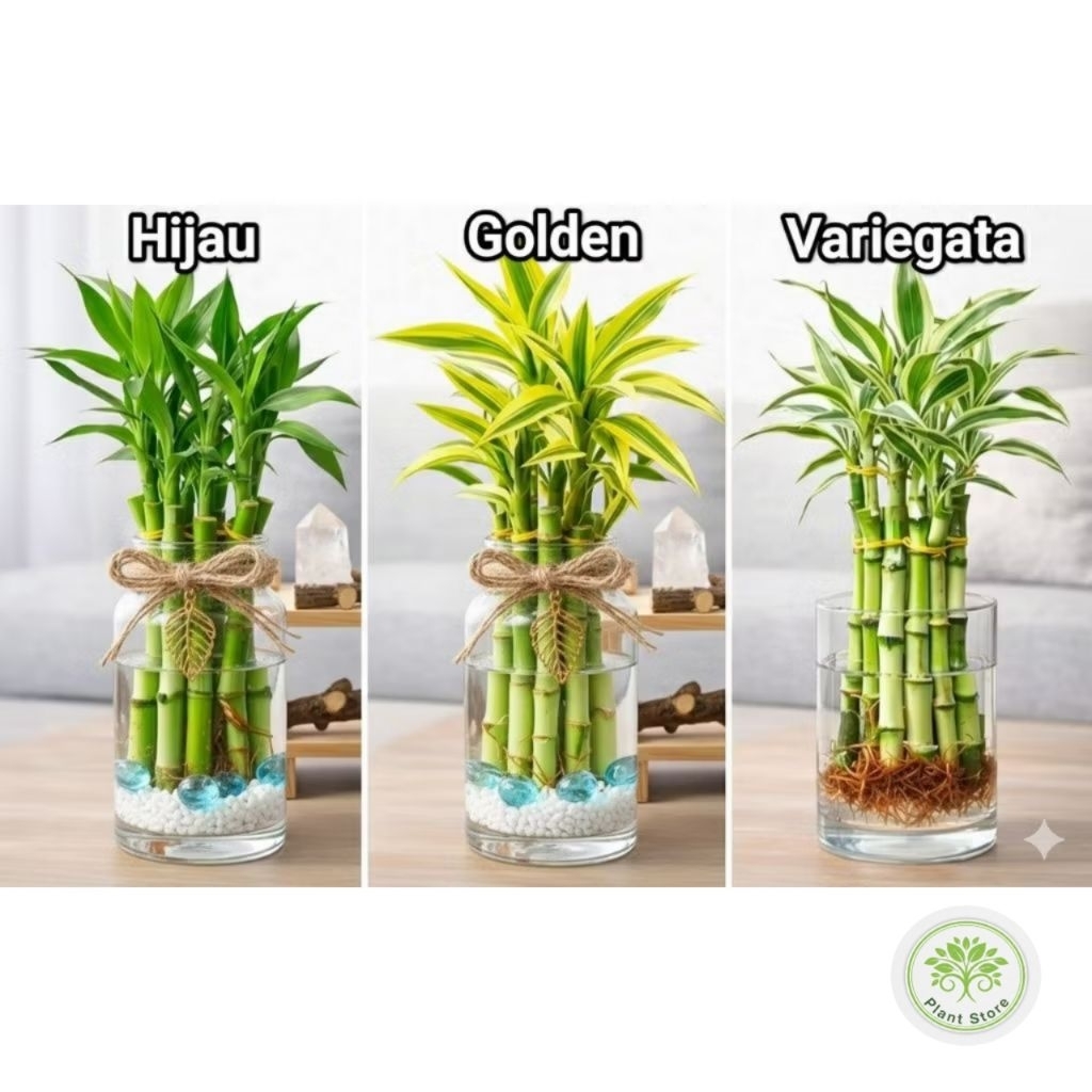 (PAKET 3 BAMBU HOKI) Paket 3 tanaman bambu hoki media air - tanaman keberuntungan - bambu hoki kunin