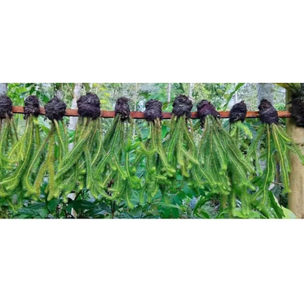 Terbaru kumpai ekor kera