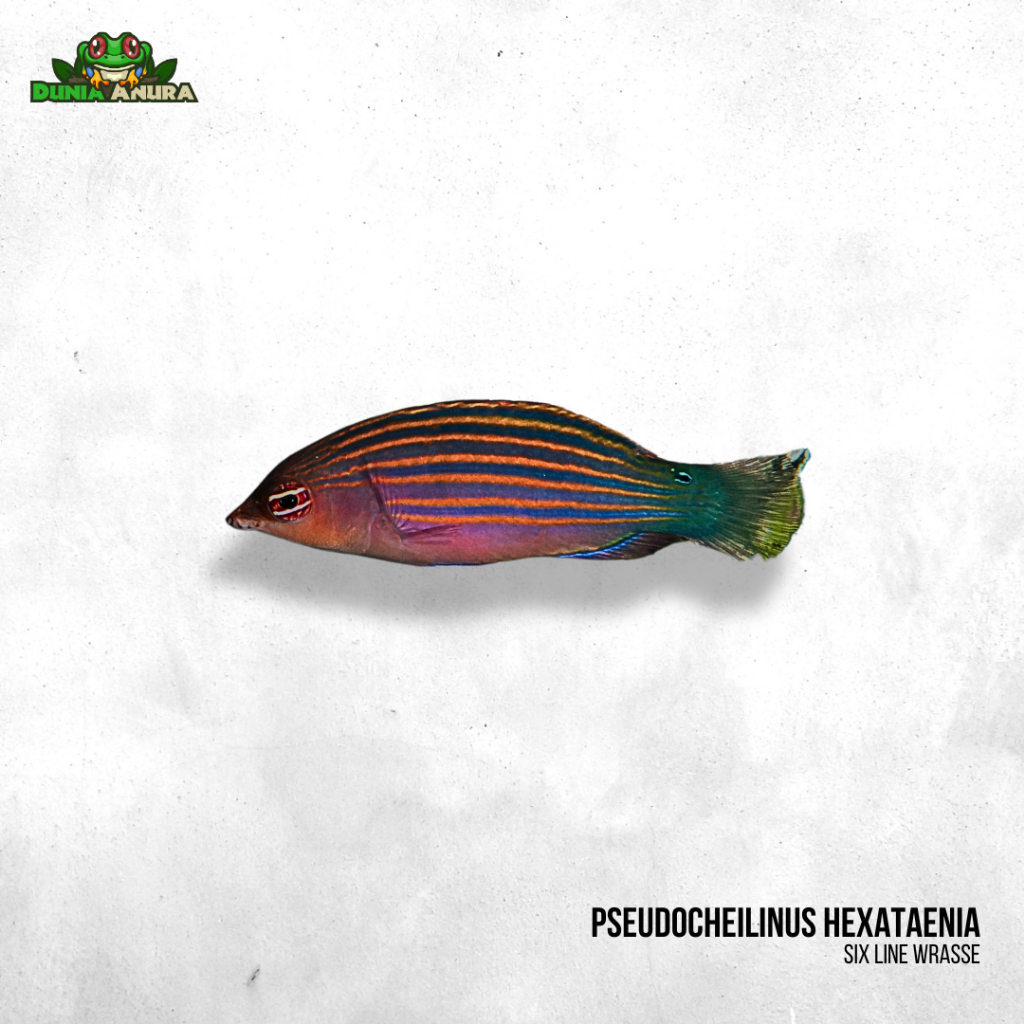 Ikan hias laut Keling liris - Six Line Wrasse - Pseudocheilinus hexataenia