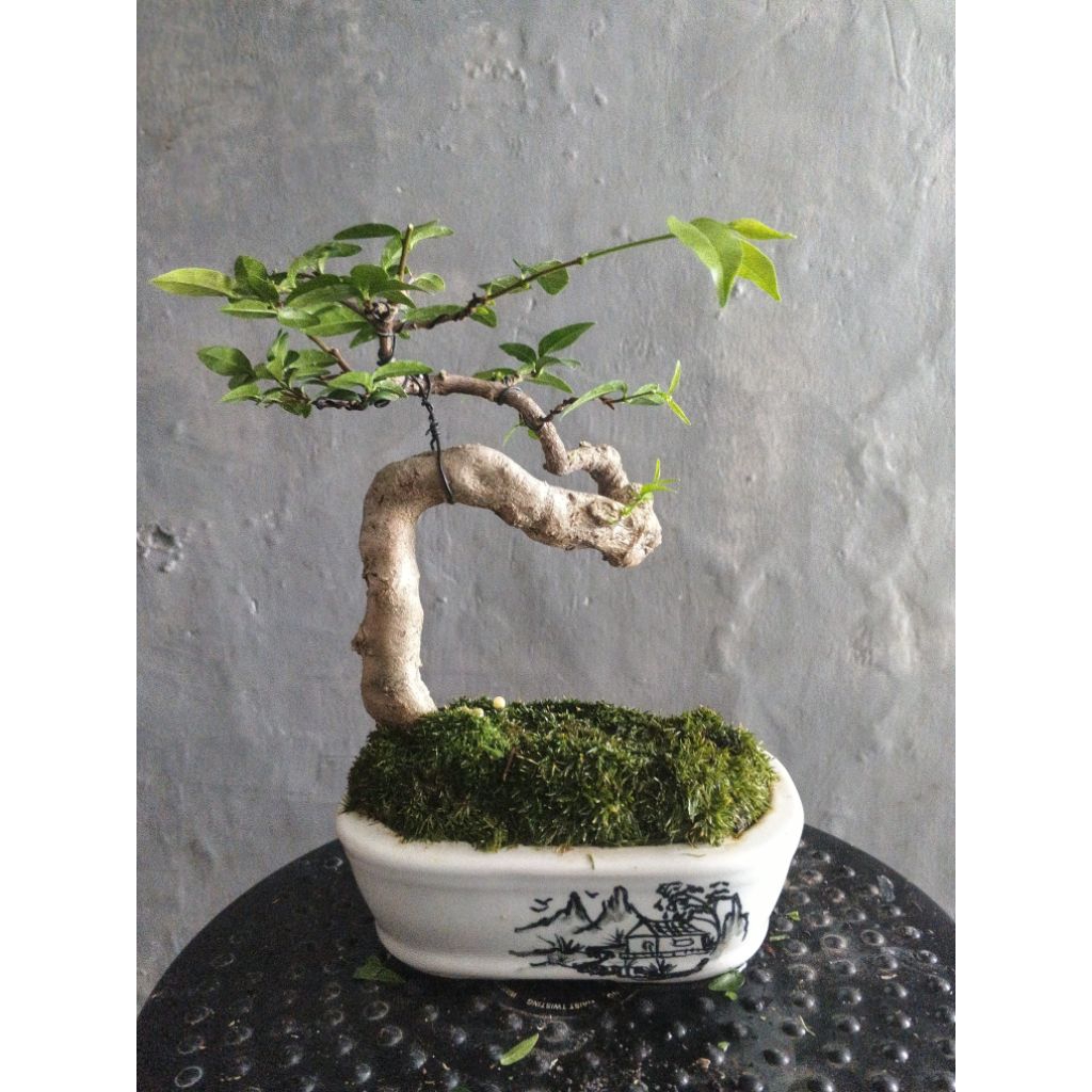 Pohon bonsai Anting putri siap pajang, progress tahapan perantingan