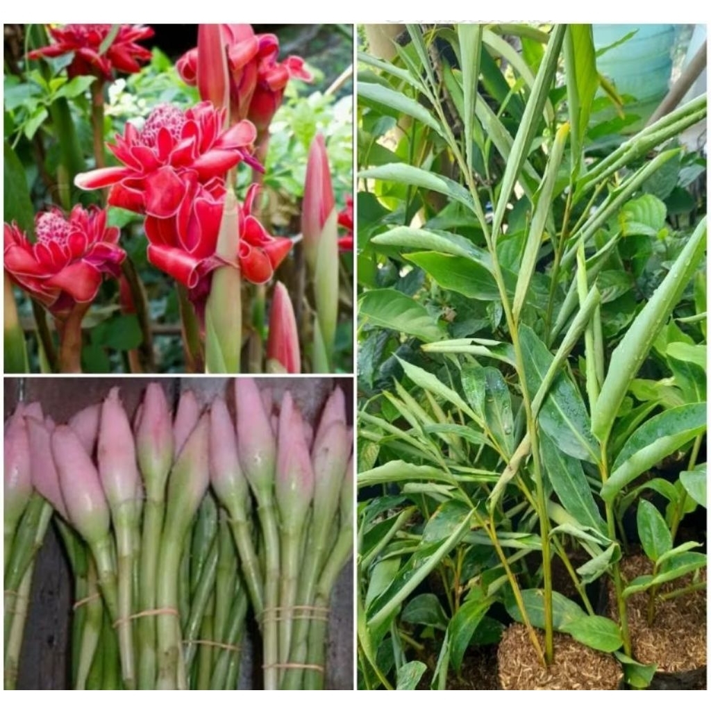 Bibit Pohon Kecombrang