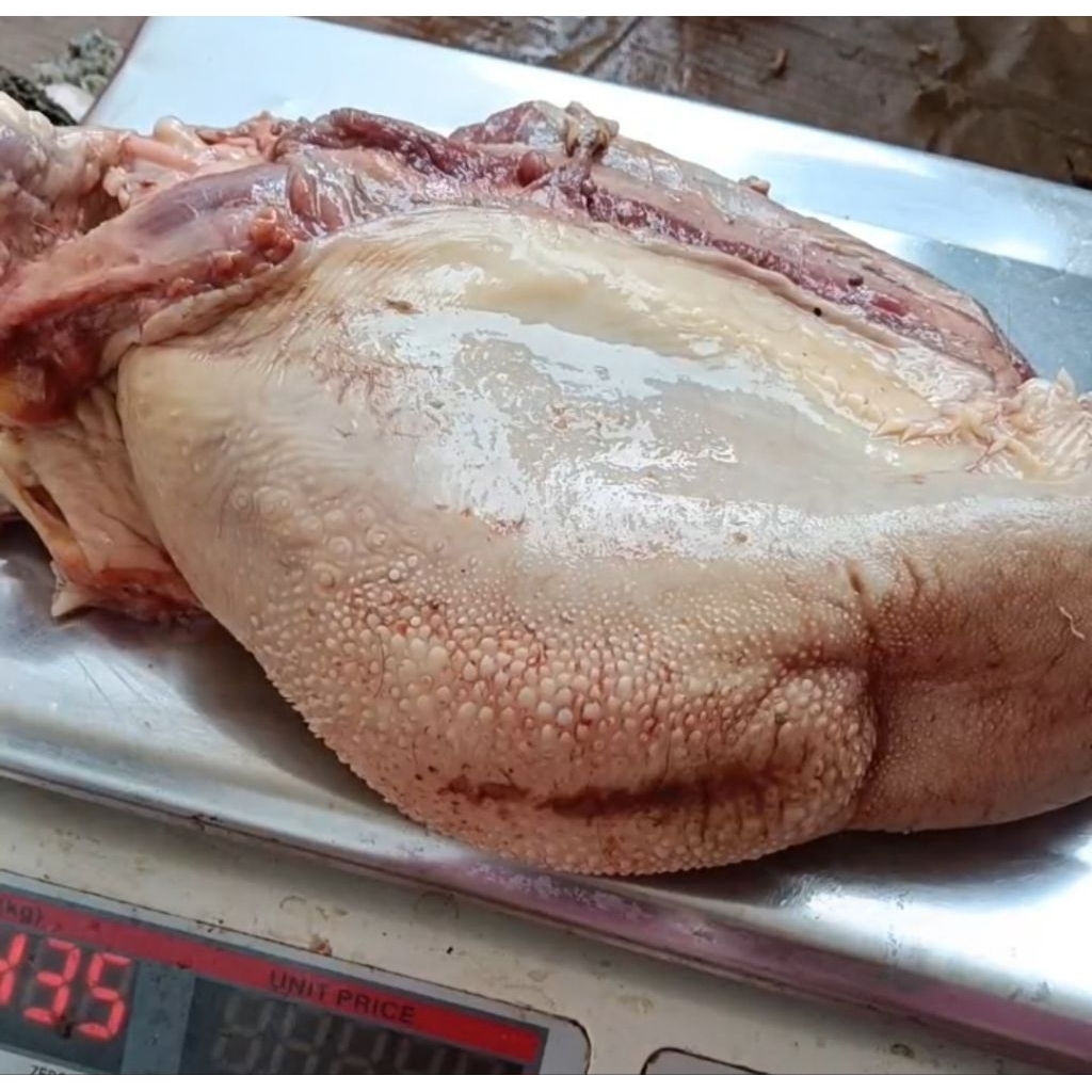 lidah sapi 1kg