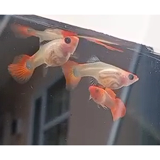 Guppy Wild Koi ShortBody GlassBelly Red Ear