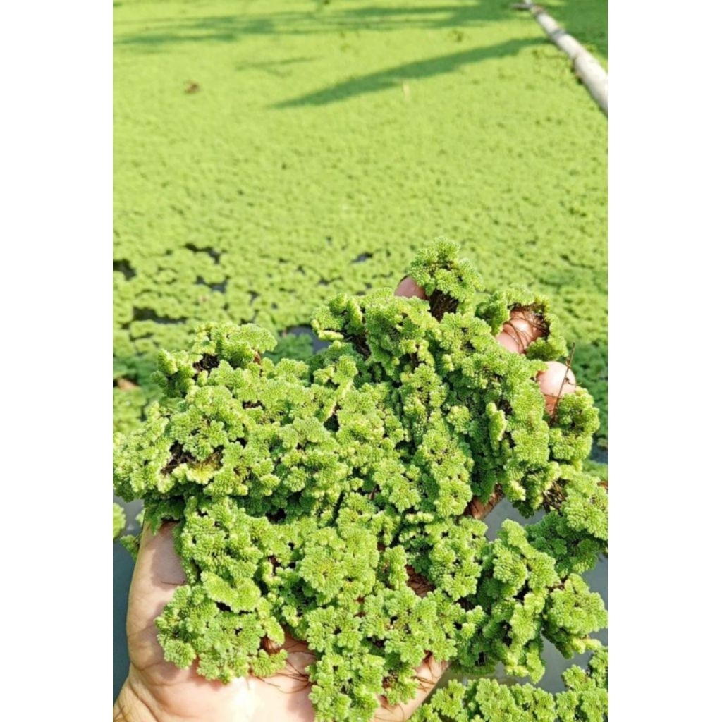 bibit Azolla microphylla 2 kg / azola pakan ternak / tanaman air / azola microphylla