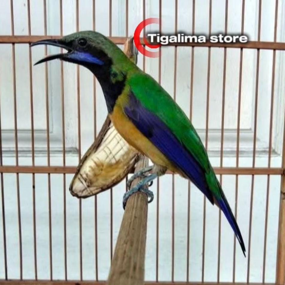 CUCAK CUNGKOK JANTAN BUNYI