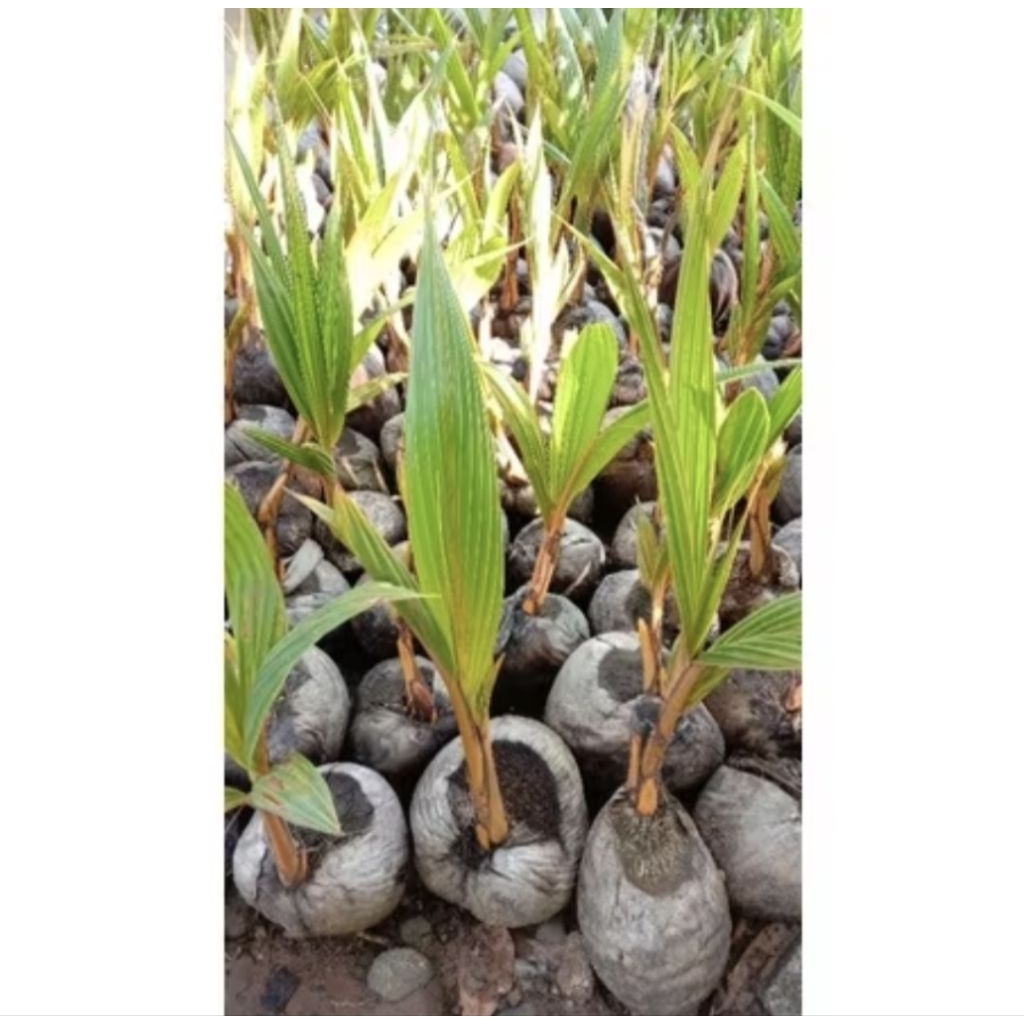 Bibit kelapa gading oren bahan bonsai siap tanam