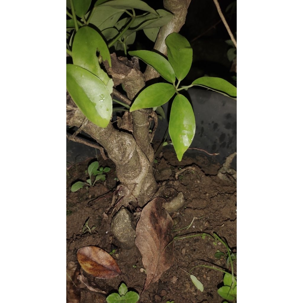 bahan bonsai Tlogosari realpic sesuai gambar