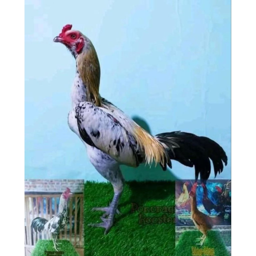 TELUR AYAM BANGKOK PAMANGON FERTIL ORIGINAL