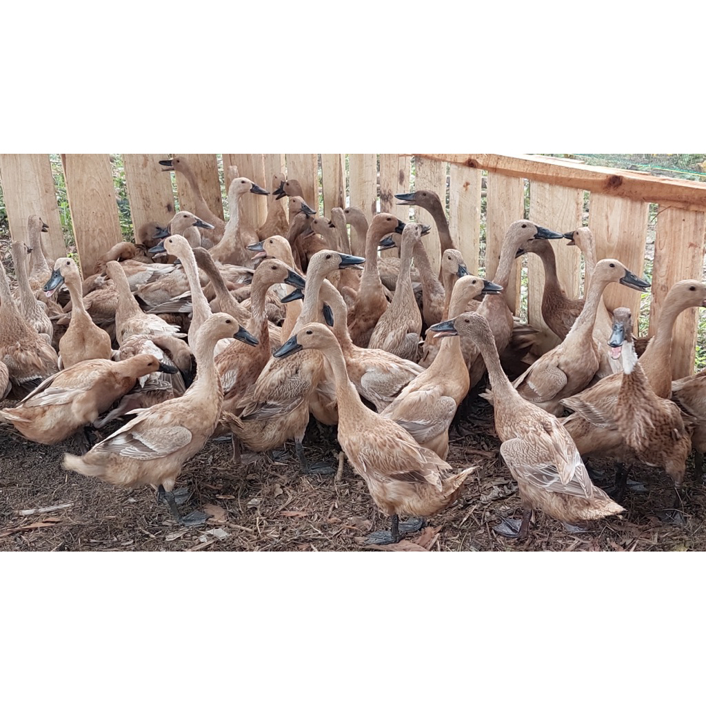 Bebek utuh/Bebek hidup/Bebek Segar