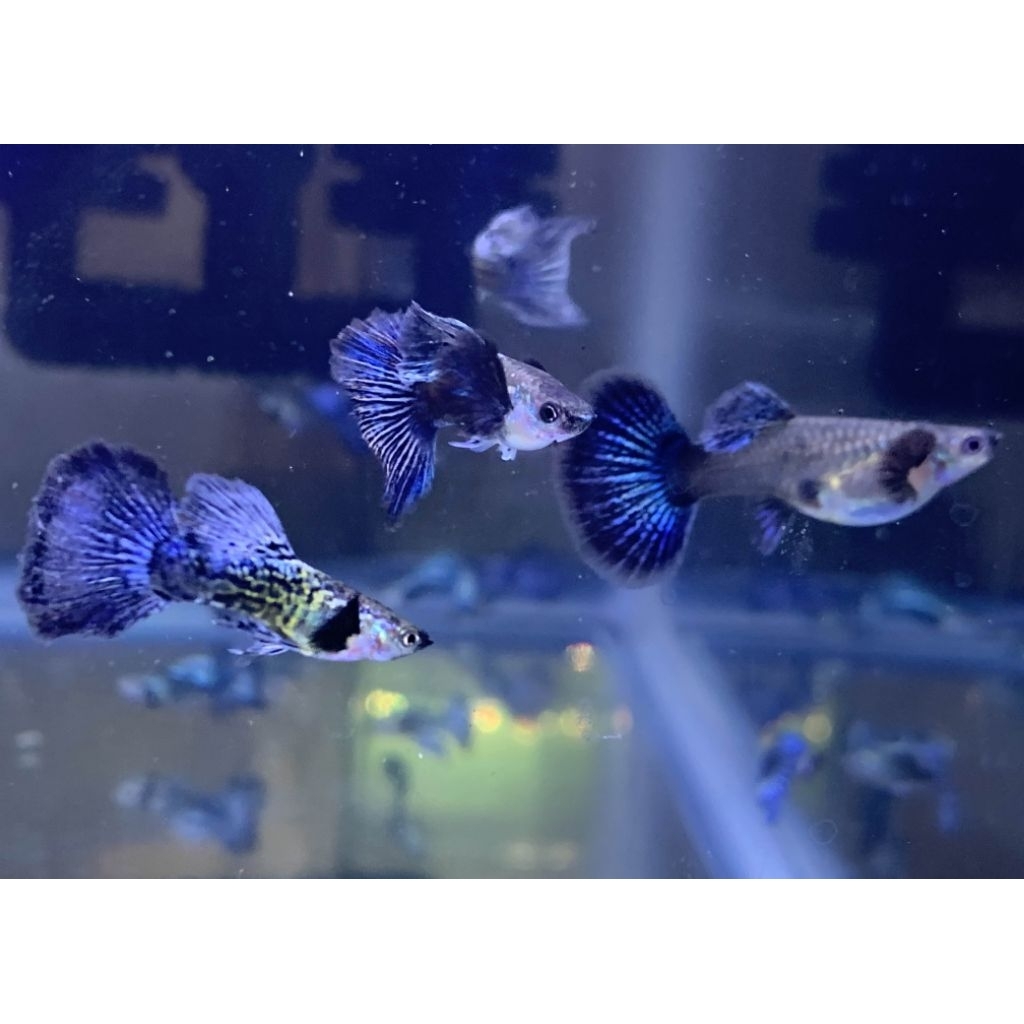 Ikan Guppy Blue Dragon big ear grade /BERGARANSI