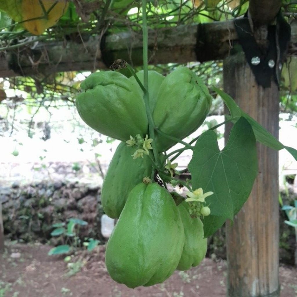 10 Biji Labu Siam Anggur_Labu Siam Lalapan_Labu Siam Baby