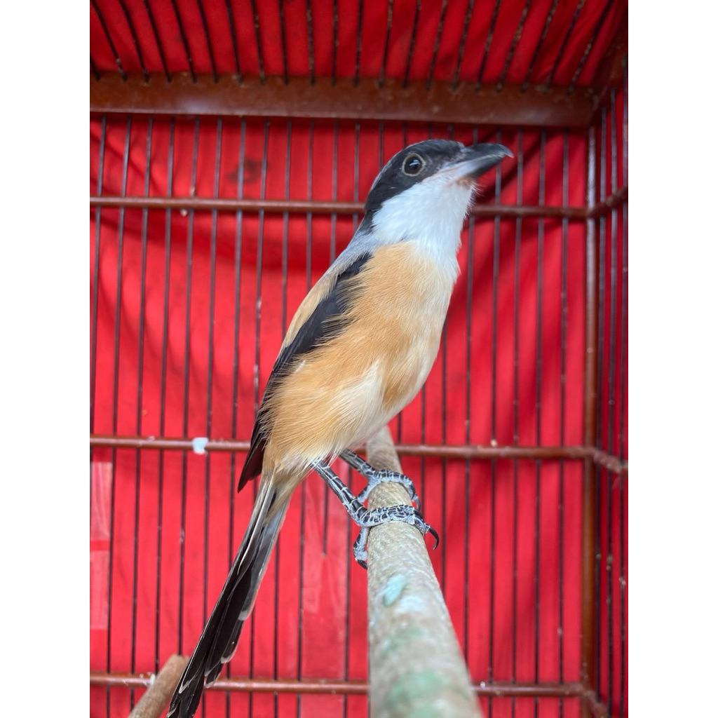 Pentet ori JAWA TIMUR