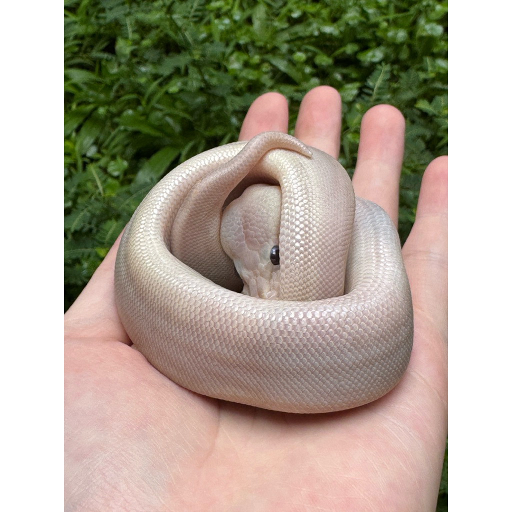 RARE Ball Python Super Cinnamon Ular Piton