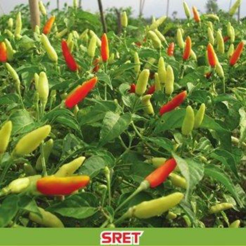 25 BIJI BENIH CABE SRET