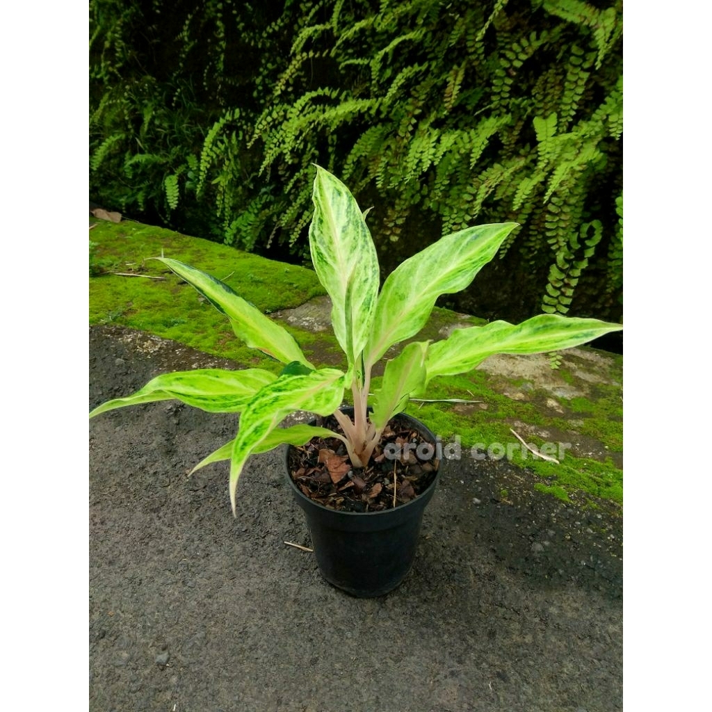 Aglaonema 'White Sunset' Aglonema Real Picture