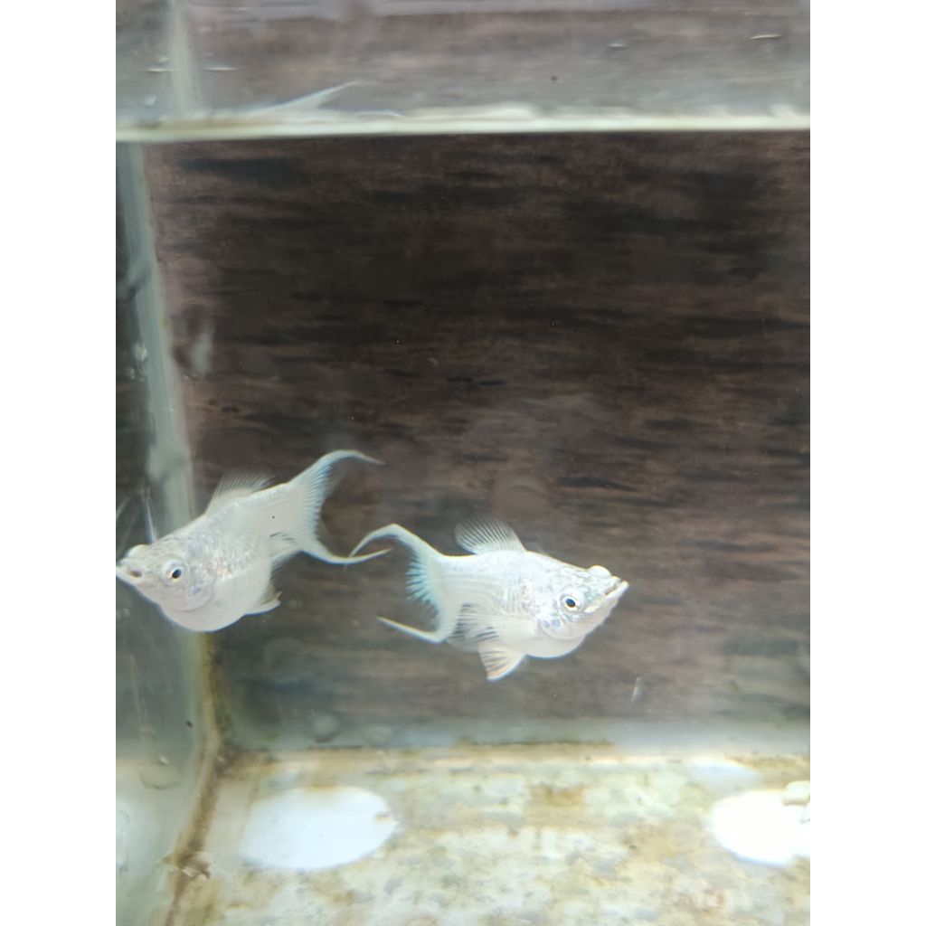 Molly Platinum Balon Cawang