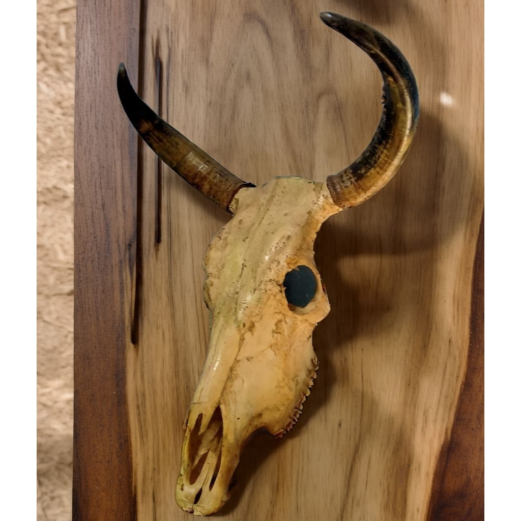 tanduk sapi jumbo besar tanduk sungu sapi