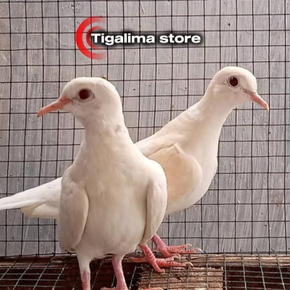 BURUNG PUTER PUTIH MATA MERAH SEPASANG