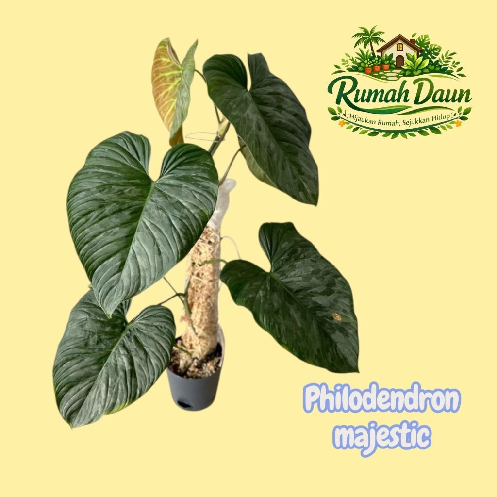 tanaman hias philodendron majestic - philodendron majestic