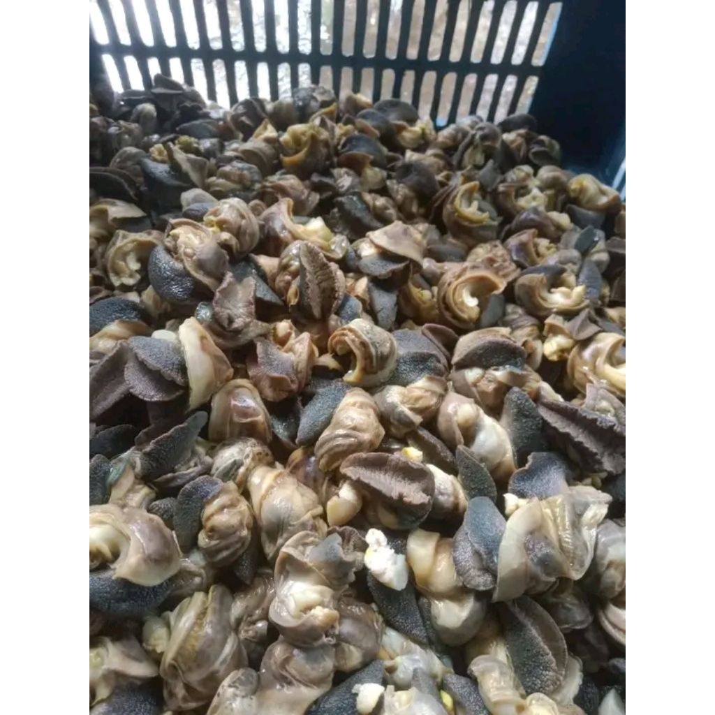 daging bekicot kenyal enak