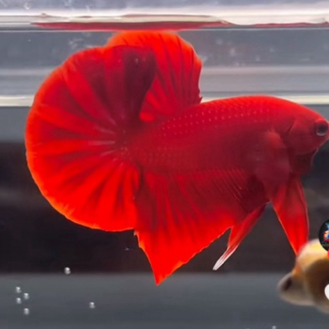 hiasan Aquarium Bahanan hmpk super red