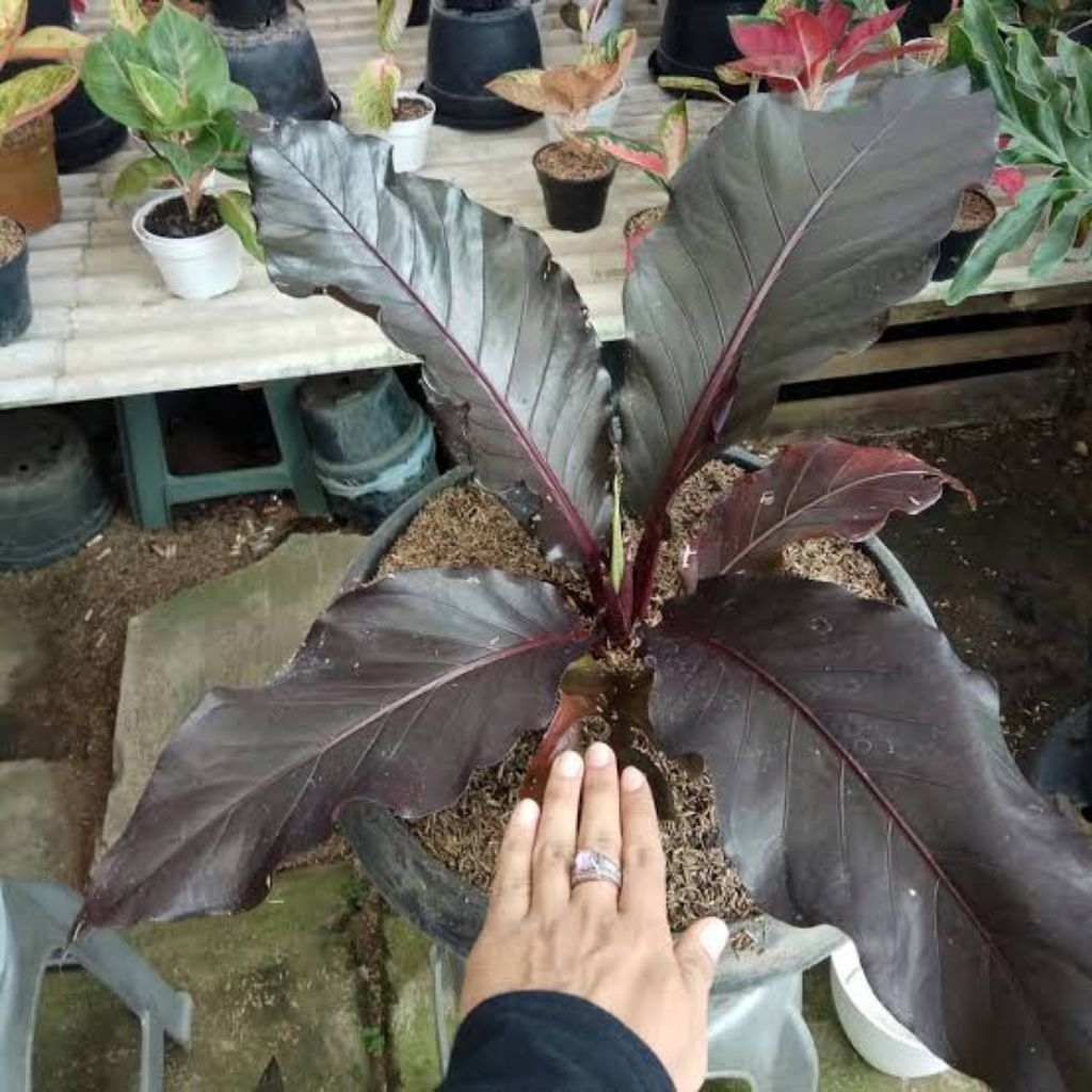 bibit antorium hokeri black