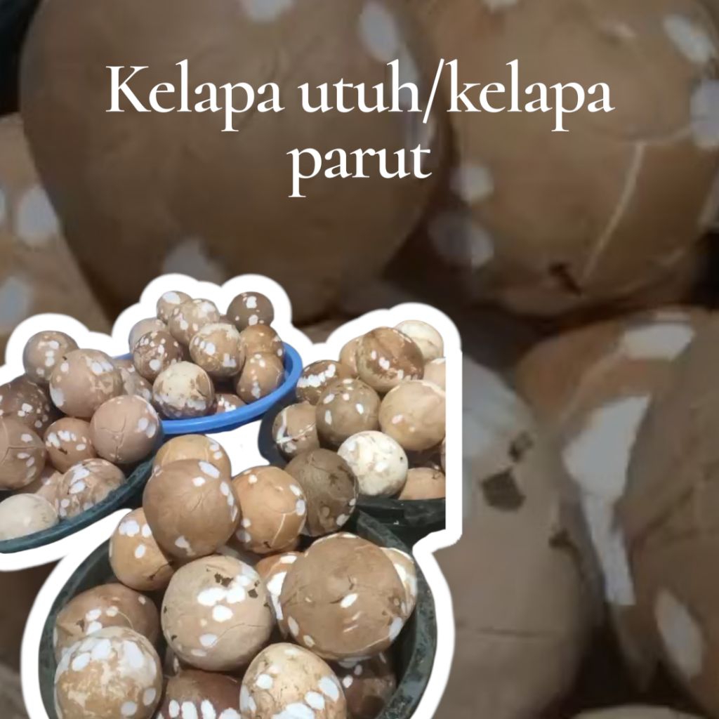 kelapa tua bahan santan/kelapa tua utuh/buah kelapa/kelapa kering