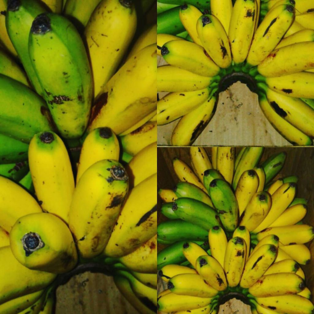 DISKON Bibit Pisang ULI ~ Bibit Super Unggul Pisang ULI