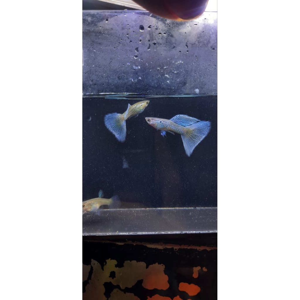 Hiasan aquarium Guppy blue lace