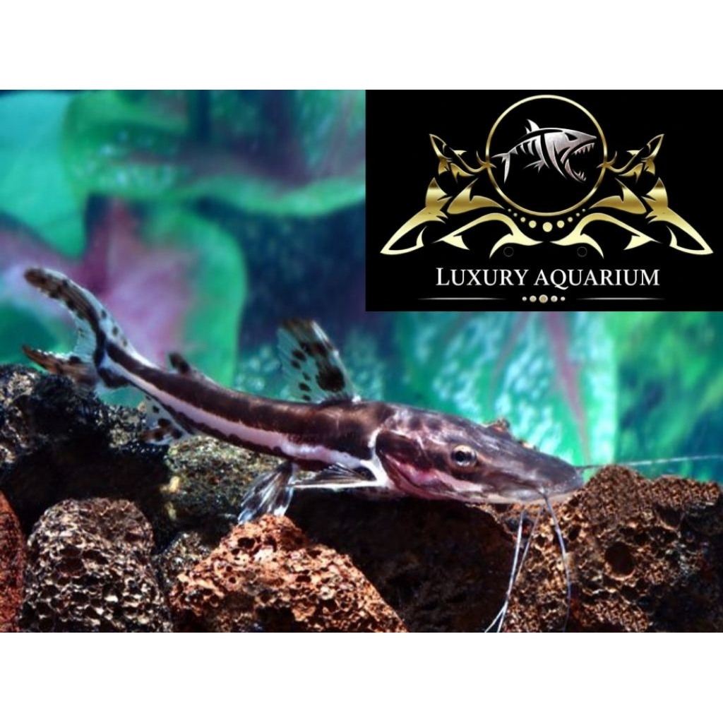 Tiger Shovelnose Catfish 7cm - Ikan Hias Predator