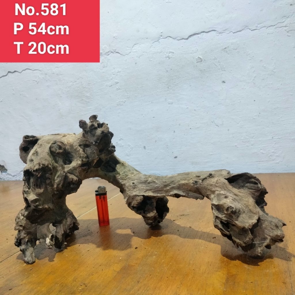 bonggolan akar santigi laut akar detailing aquascape aquarium 581