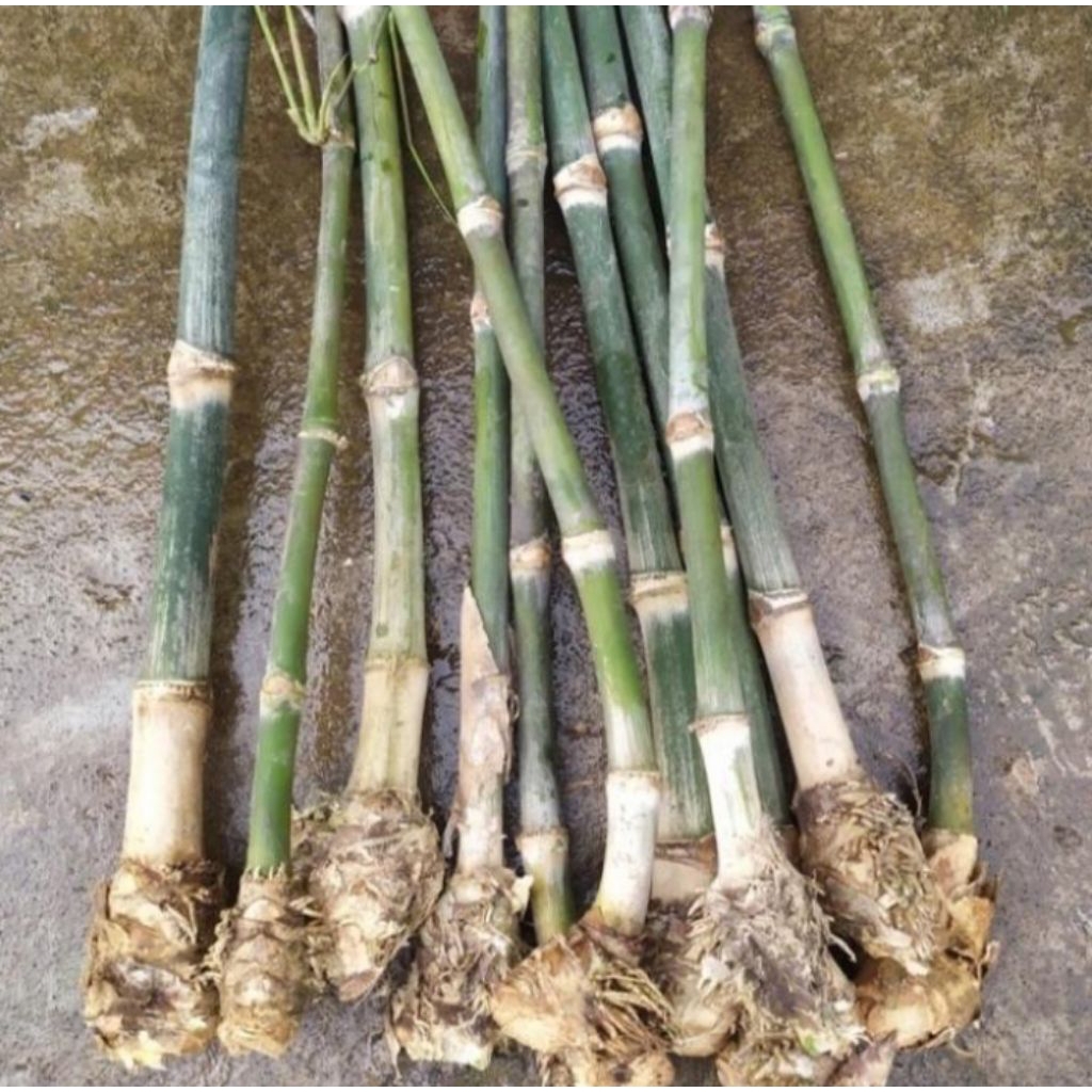 bibit tanaman bambu petung/betung bambu raksasa/bambu rebung
