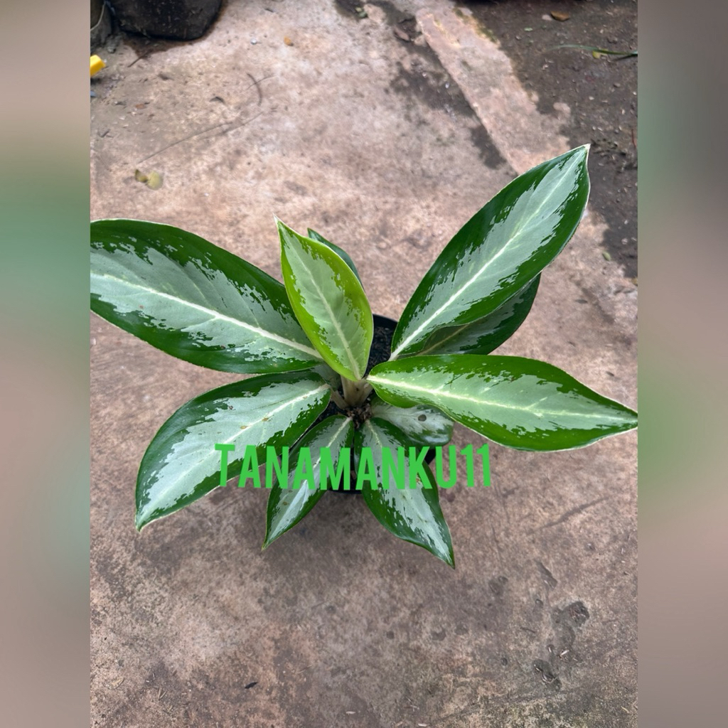 tanaman aglonema difen silver aglonema termasuk POT