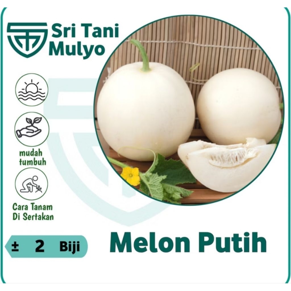 2 BIJI - BENIH MELON PUTIH HONEYDEW BIBIT MELON MADU IMPORT