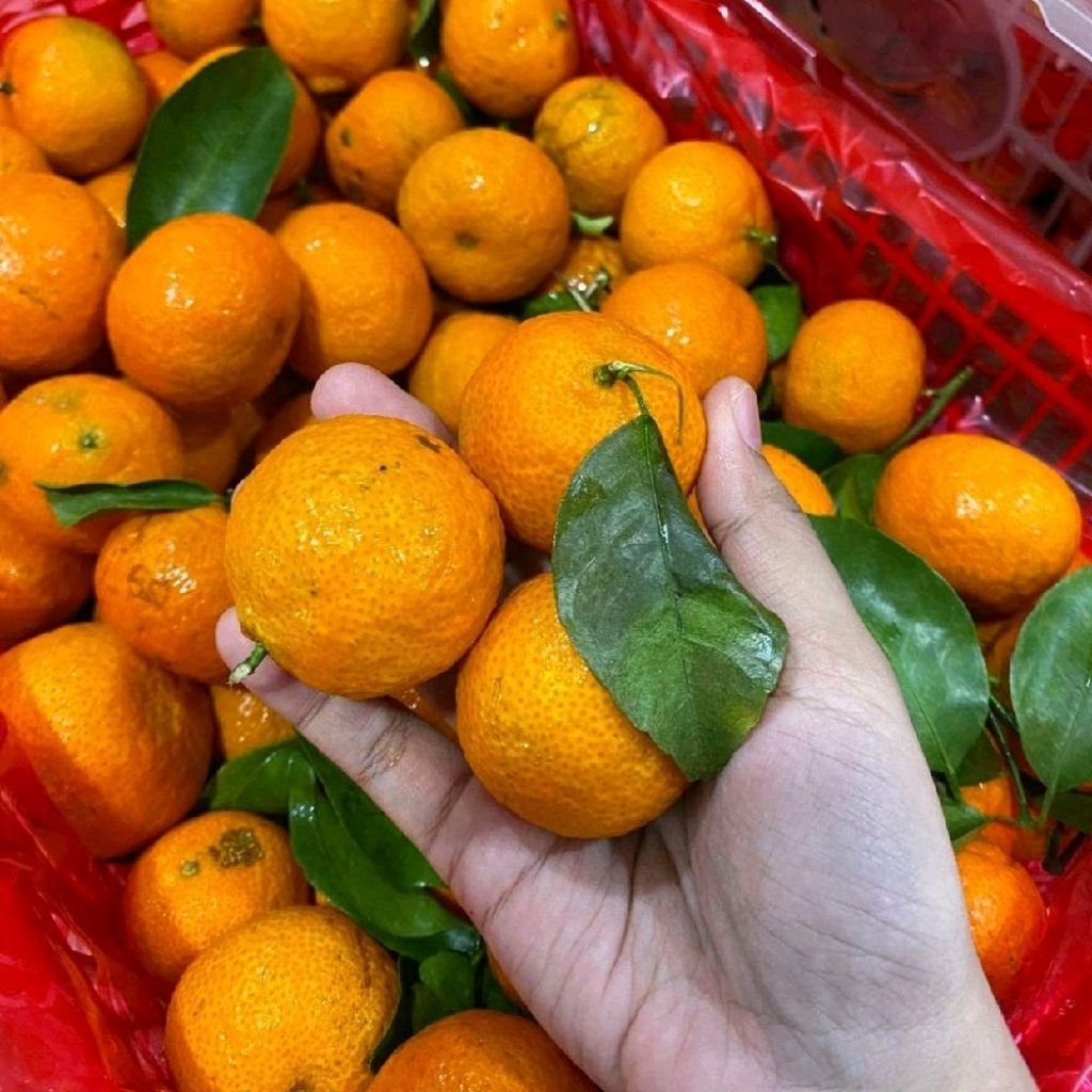 Promo jeruk shantang Birma Mandarin spesial super manis keranjang -+5,5 kg